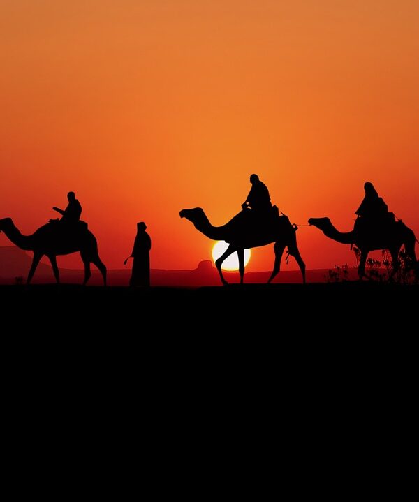 camels-5750126_1280