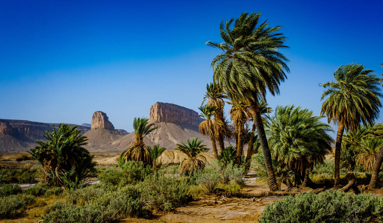 oasis desert maroc